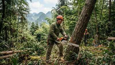 From 1990 to 2020, China gained 447,500 sq km of planted forest but lost 219,100 sq km of natural forest; by 2020, only 9.6% remained fully intact
