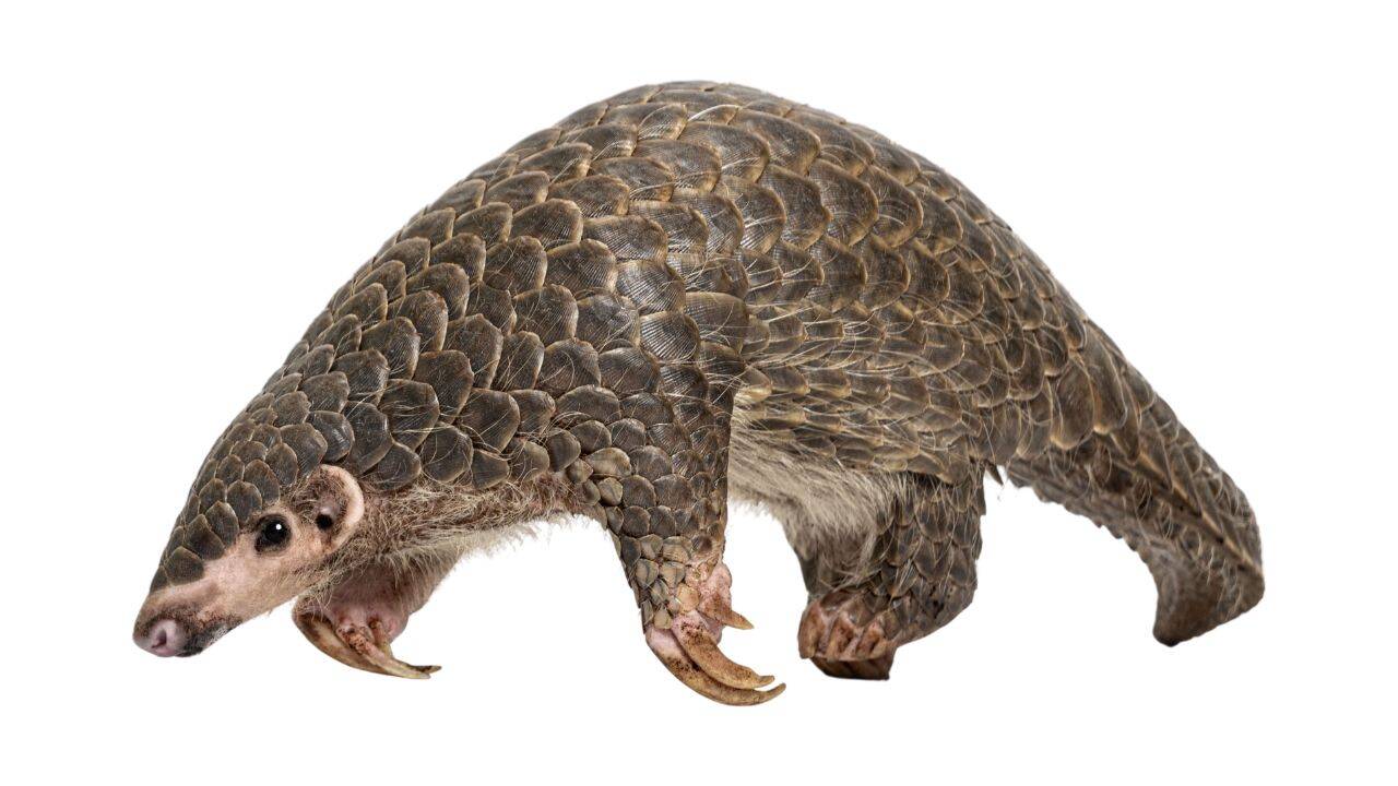 Chinese pangolin