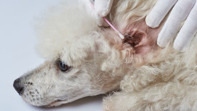 Cleaning poodle dog ear with cotton stick (File image).