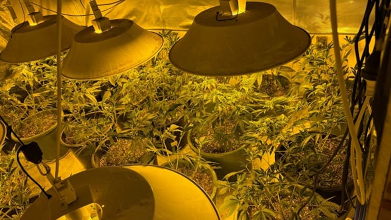 Close to 500 plants were seized.