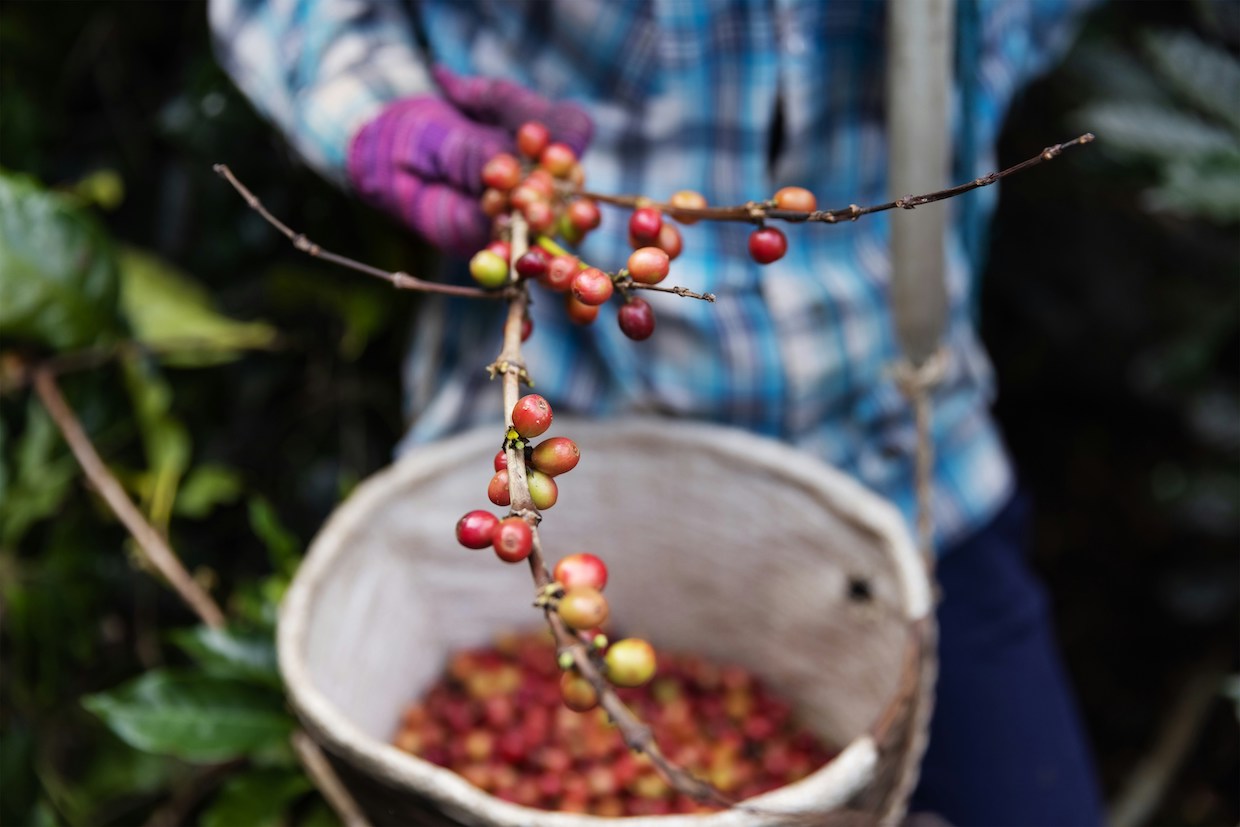 coffee sustainability research