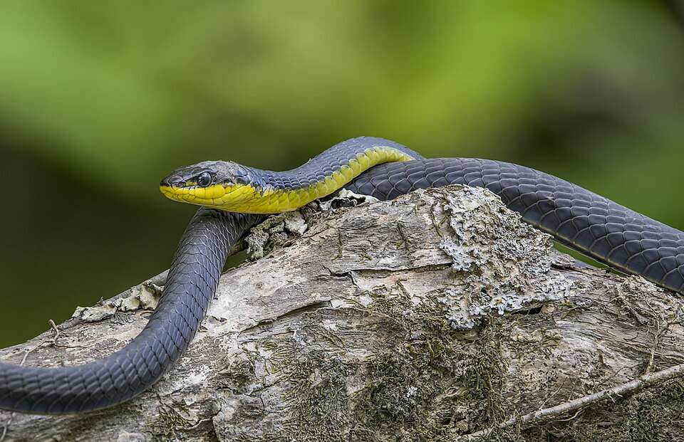 Common tree snake (Dendrelaphis punctulatus), Daintree rainforest, Queensland, Australia. Image Credits: Wikimedia Commons. Common_tree_snake_(Dendrelaphis_punctulatus)_Daintree_4