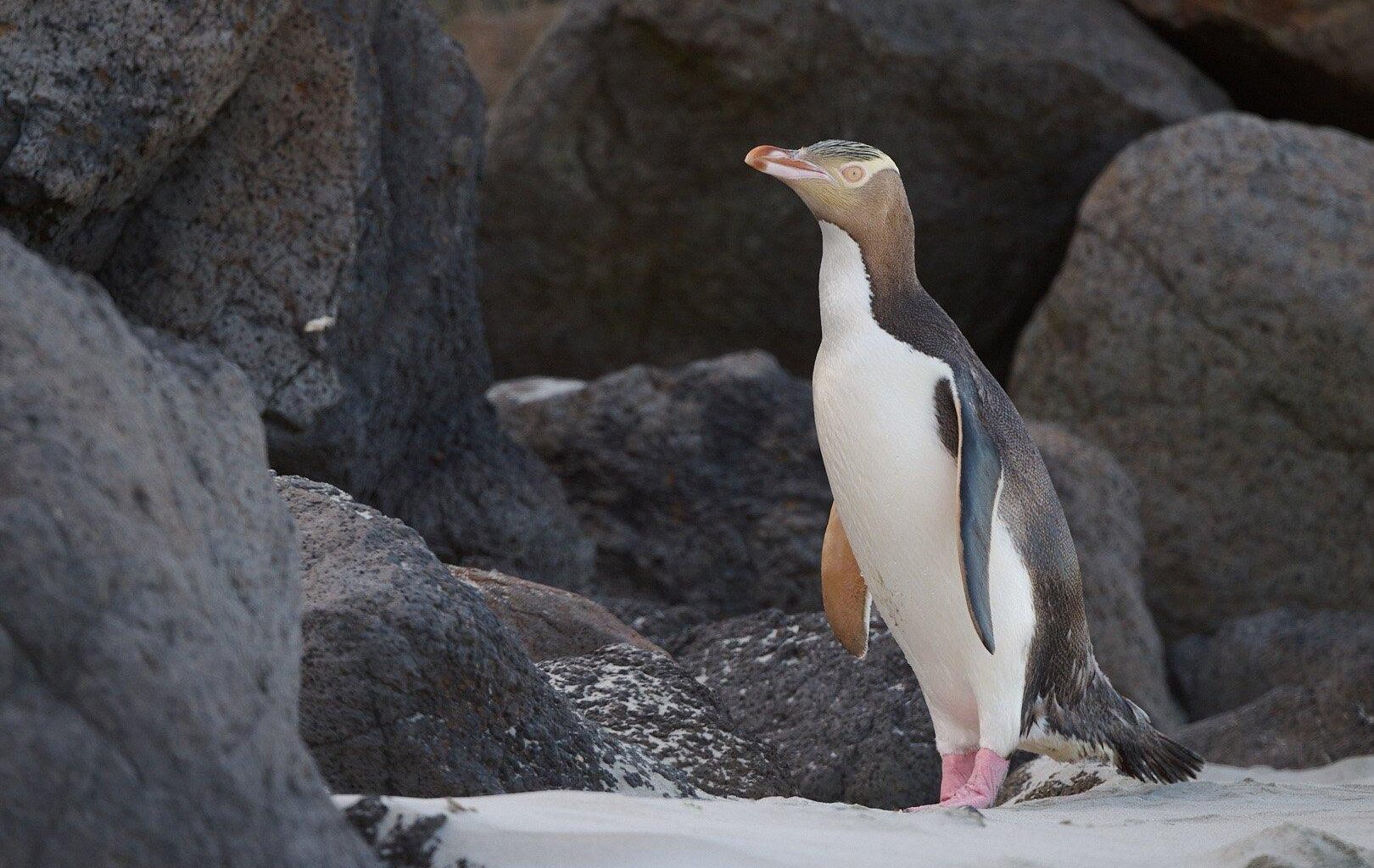 Protection for hoiho around Otago Peninsula to be made permanent