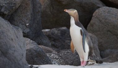 Protection for hoiho around Otago Peninsula to be made permanent