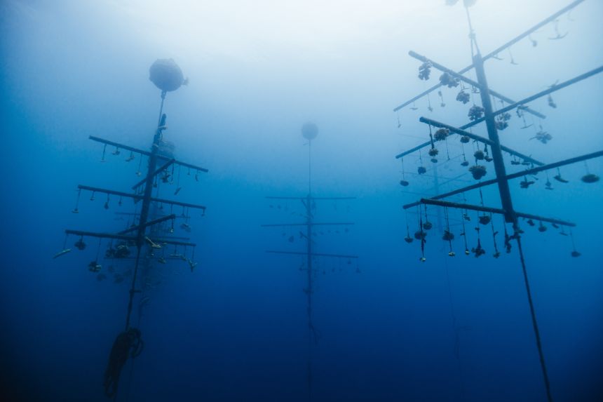 These underwater