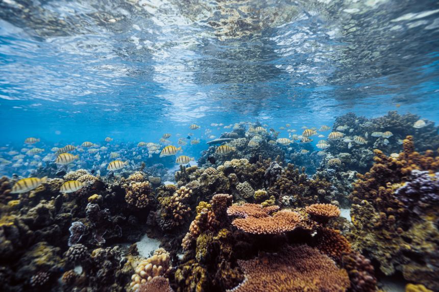 Just over a year after planting 20,000 corals, Bernicot said Coral Gardeners saw fish populations double on the restored reefs in Mo'orea, French Polynesia.