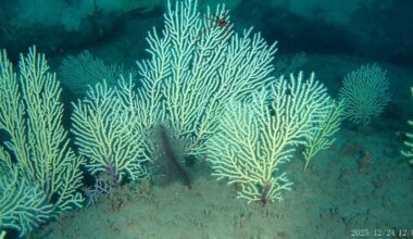 Long-lost coral reefs rediscovered off the coast of Africa