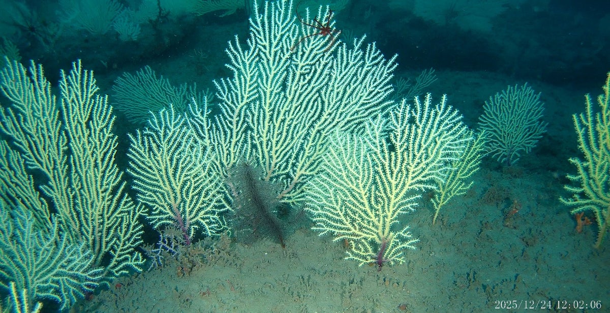 Long-lost coral reefs rediscovered off the coast of Africa