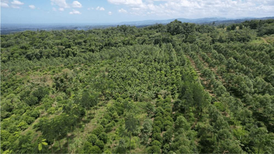 Costa Rica lost nearly half its forests in just a few decades, then planted millions of trees and became one of the world's greatest reforestation success stories