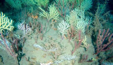 Coral Reef Long Presumed Dead Is Rediscovered 'Teeming with Life' Off Coast of Africa