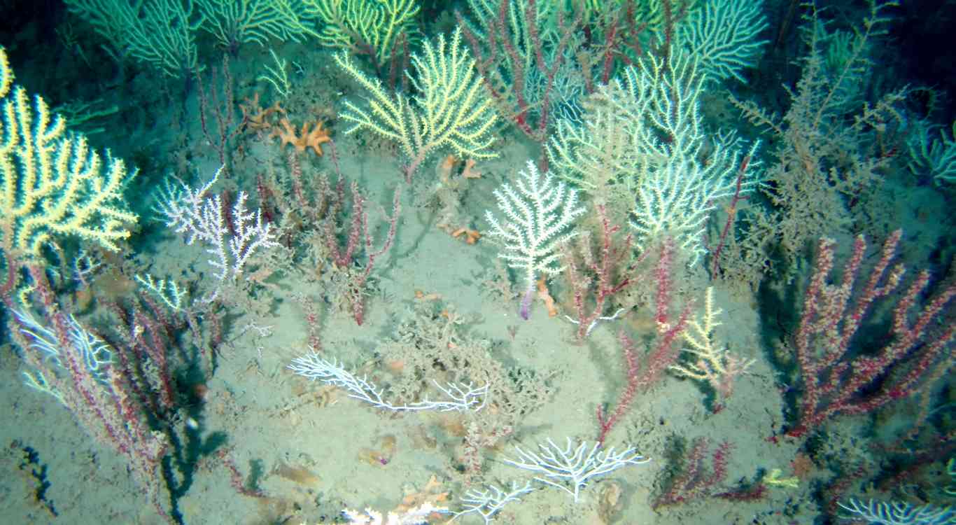 Coral Reef Long Presumed Dead Is Rediscovered 'Teeming with Life' Off Coast of Africa