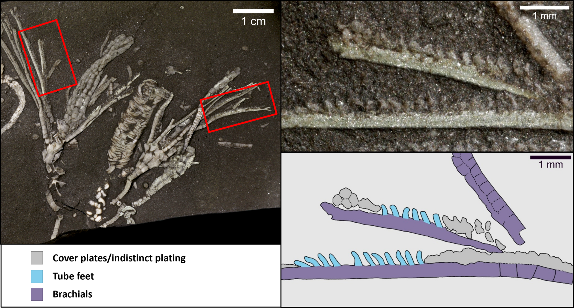 Crinoid Tube Feet Labeled