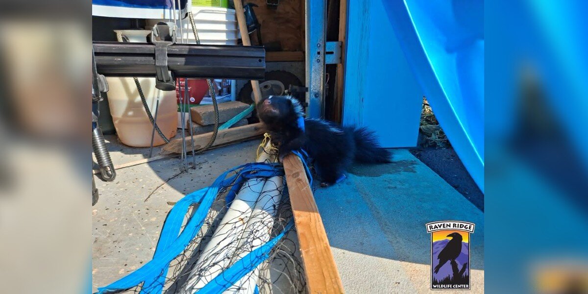 Man Calls For Help When He Discovers Someone Tiny Tangled Up In Volleyball Net