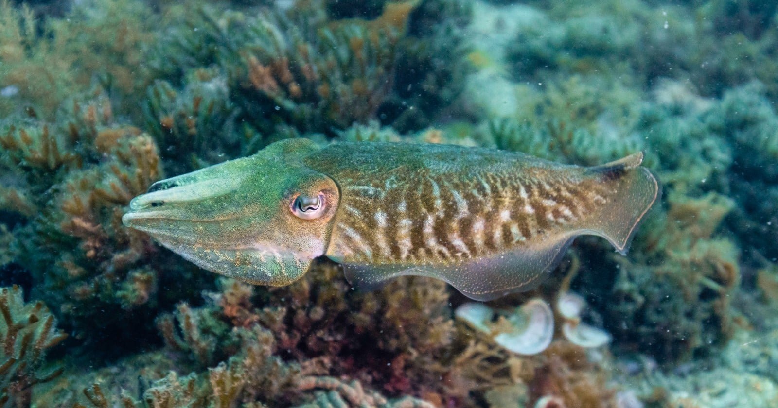 Cuttlefish passed a version of the marshmallow test, waiting up to two minutes for a better meal, and the ones that held out longest also learned fastest
