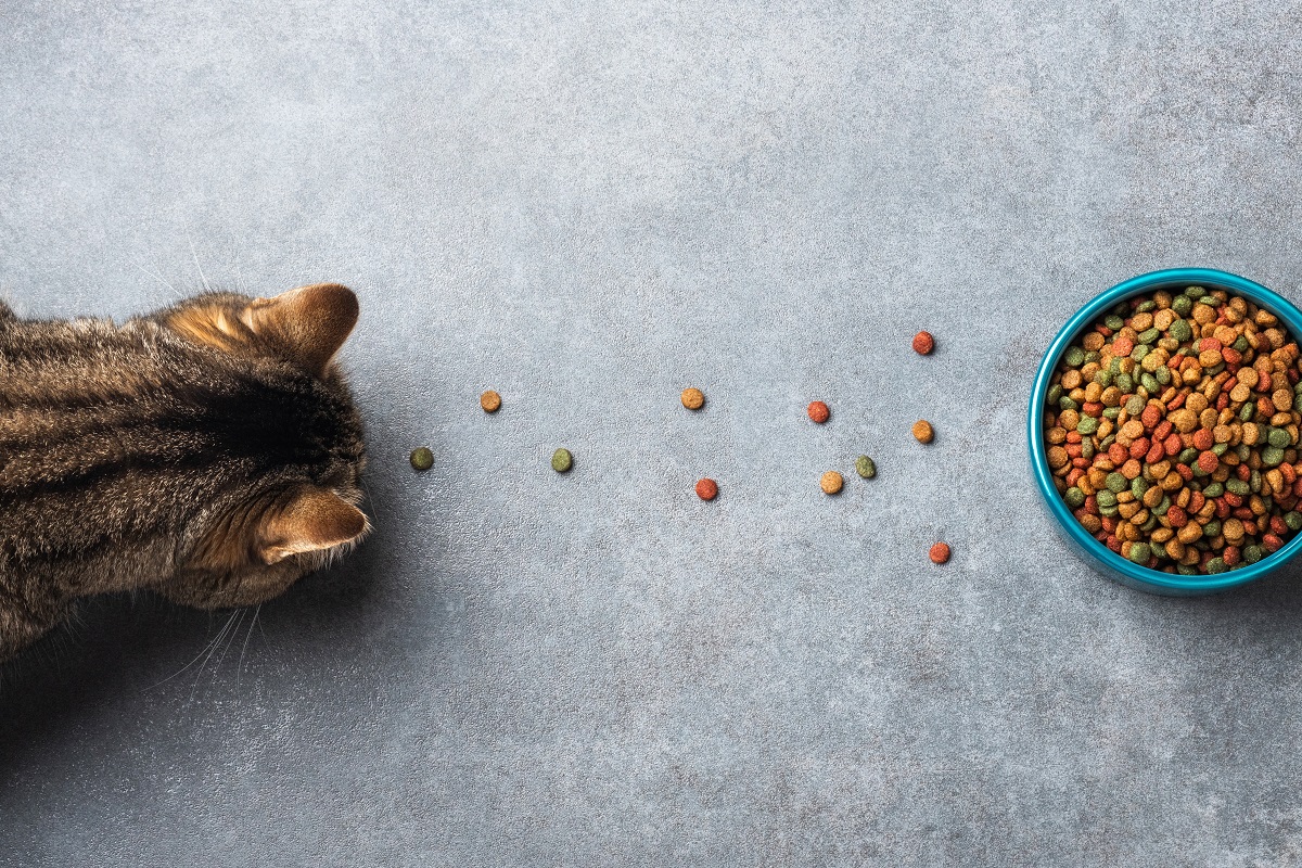 Cat food