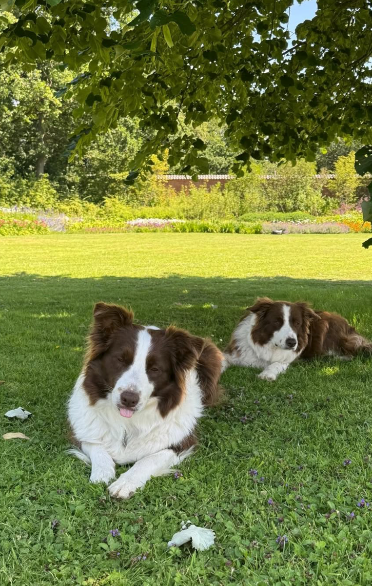 The royal family's beloved Border Collies, Grace and Coco, relaxed beneath the trees as they joined the family for another summer in Gråsten.