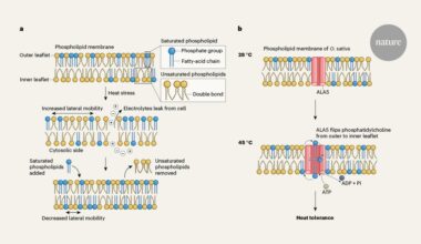 Plant membranes shuffle lipids around to stay firm under heat stress