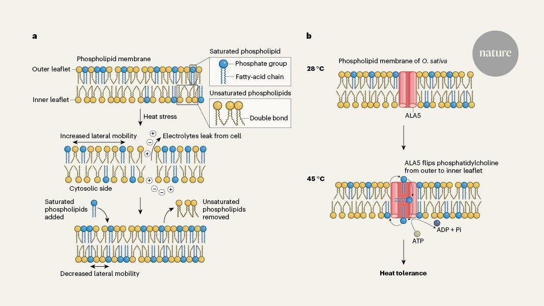 Plant membranes shuffle lipids around to stay firm under heat stress