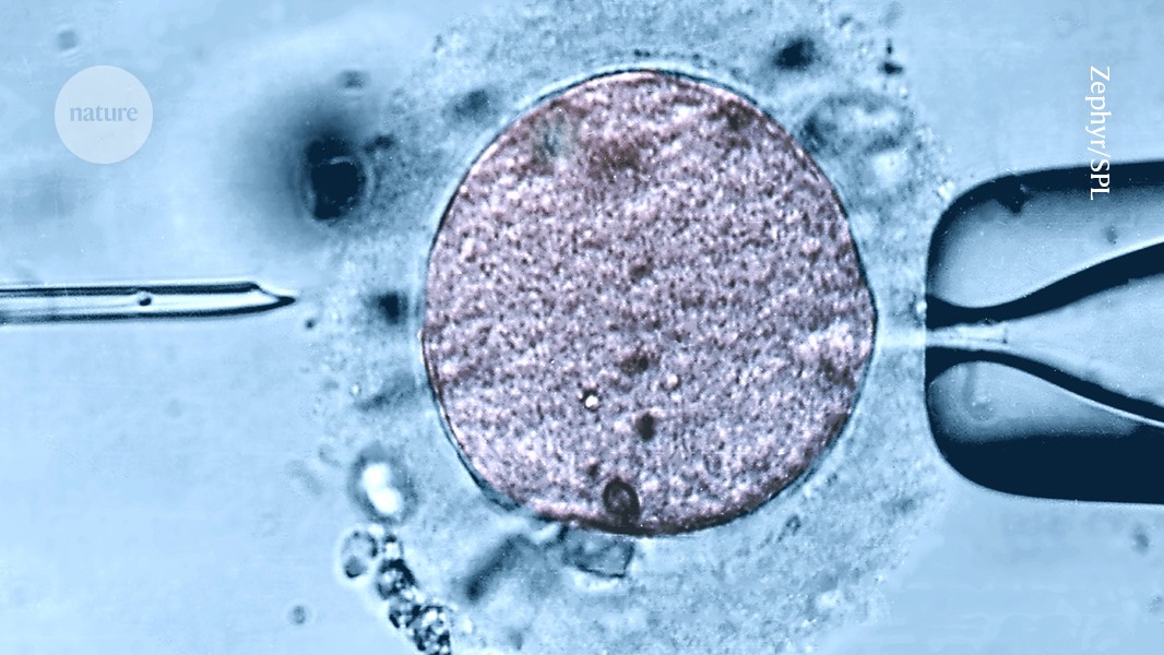 Fertility clinics are offering young mitochondria in controversial fertility technique