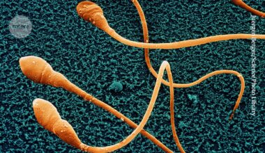 Lab-grown sperm: scientists inch closer to fertility breakthrough