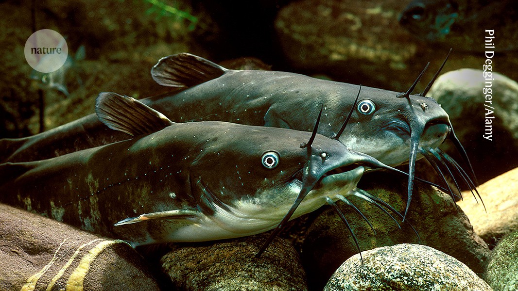 Rare contagious cancer discovered in wild catfish