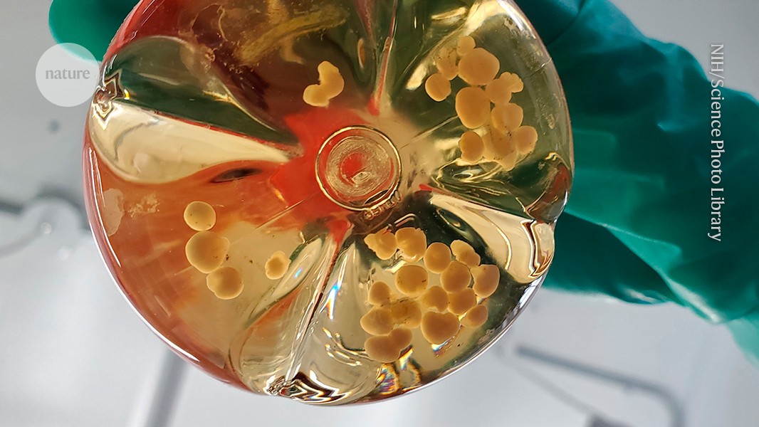 Researchers are building computers that run on brain organoids — but have neglected a major ethical issue