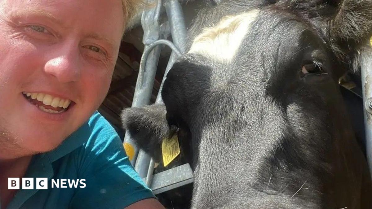 A blonde man with a blue T-shirt. Hr is taking a selfie with a black and white cow with a yellow ear tag