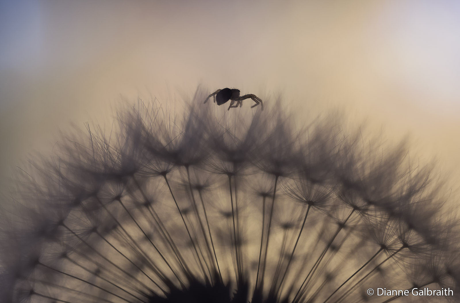 Macro photo of spider