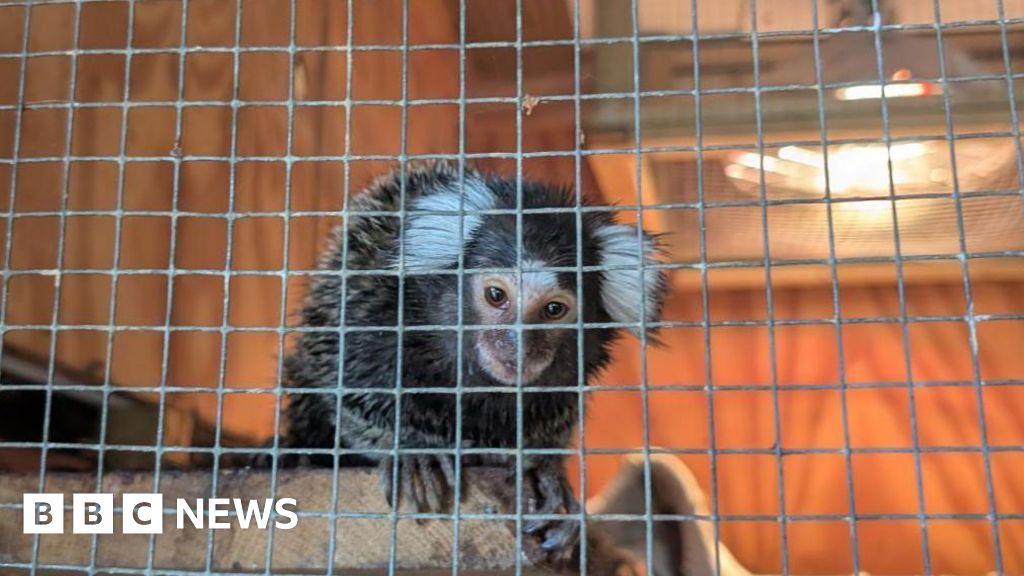 Monkey abandoned in laundry bag on London bus - BBC
