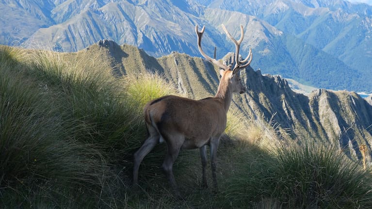 ACT believes DOC needs help to manage conservation land across the country.