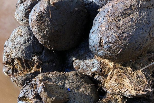 Rhinos dung