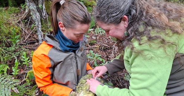 Ninety kākāpō, including new chicks, to be vaccinated against bird flu