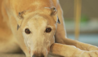 Where will all the greyhounds go after racing is banned?