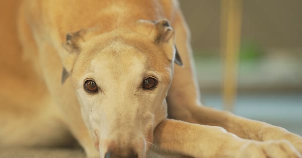 Where will all the greyhounds go after racing is banned?