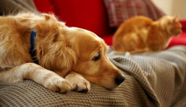 ACT announces policy to prevent abusers from 'weaponising' pets