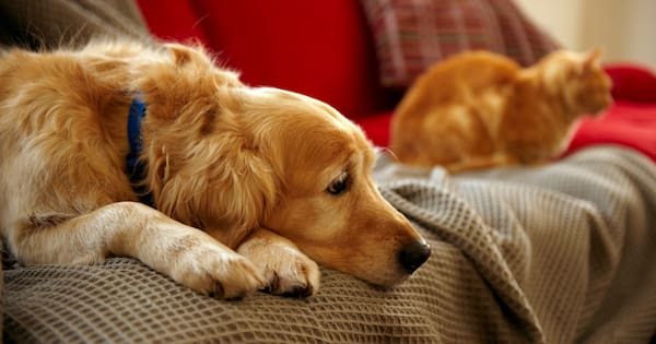 ACT announces policy to prevent abusers from 'weaponising' pets