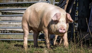 Calls for 'second chance' for escapee pig destined to be dinner