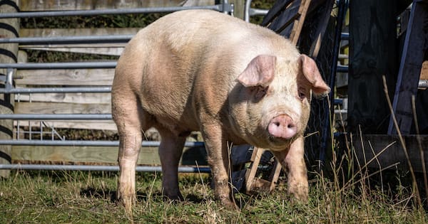 Calls for 'second chance' for escapee pig destined to be dinner