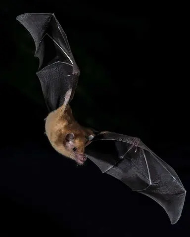 A photo of a medium-sized bat found in Central and North America. Cloud forest in Costa Rica.Credit: Getty