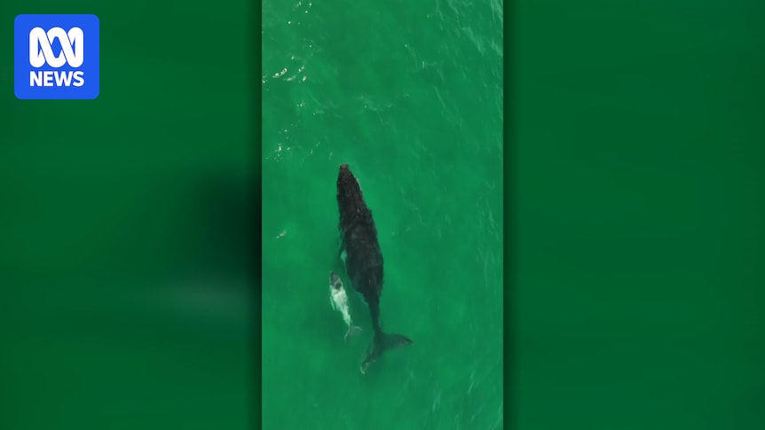 Rare humpback whale calf, believed to be a leucistic, spotted off NSW and Queensland coast