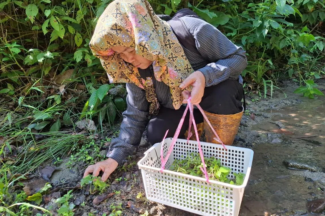 Kampung Tampenau villager picking up wildings found in the forest reserve during group outing activity with Sabah Forestry Department in the Kawag area within Ulu Segama-Malua Forest Reserve in Sabah, on June 17, 2024.