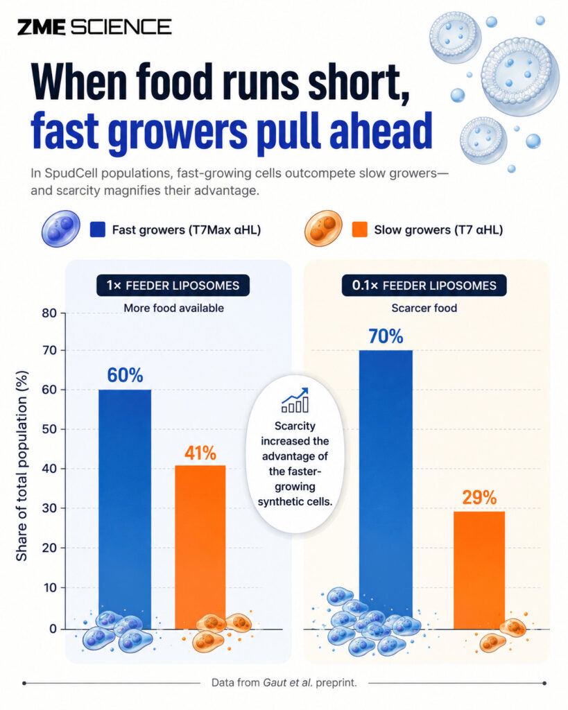 Infographic showing how faster growing artificial cells perform better.