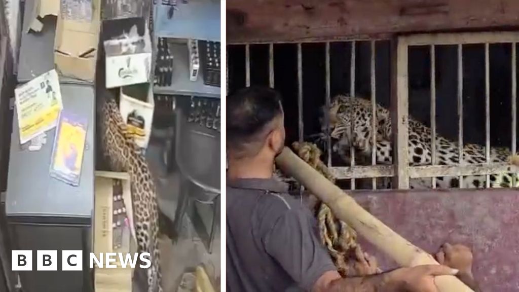 India: Liquor store employee narrowly escapes leopard attack