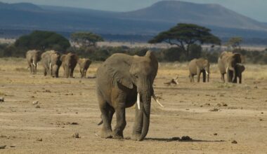 Elephants in Mozambique's Gorongosa Park are being born tuskless at rates approaching 33% — a genetic signature of 15 years of civil-war ivory hunting that the population is now passing to its daughters
