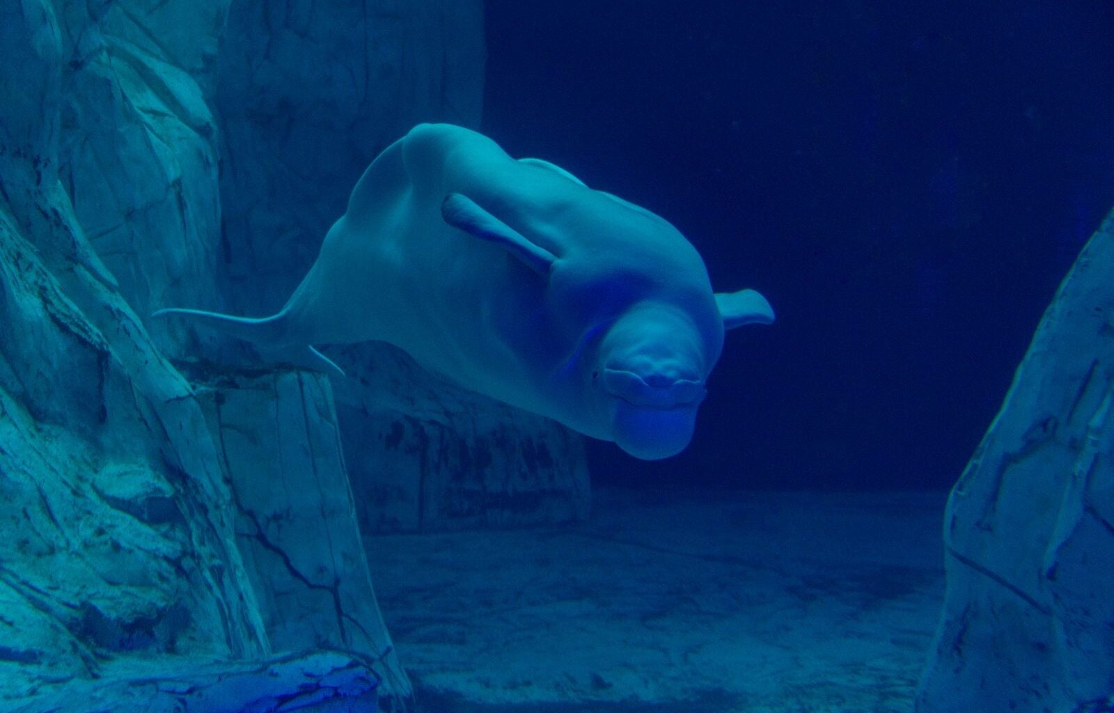 Every winter, a single beluga whale in the Arctic will dive to 700 metres and stay under for 25 minutes on a lungful of air compressed to 1/70th its surface volume, sustained by muscles so oxygen-rich they run nearly black when cut