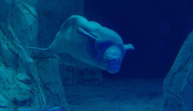 Every winter, a single beluga whale in the Arctic will dive to 700 metres and stay under for 25 minutes on a lungful of air compressed to 1/70th its surface volume, sustained by muscles so oxygen-rich they run nearly black when cut