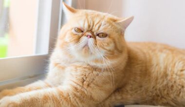 What is the threat to NZ's pet cats from bird flu?