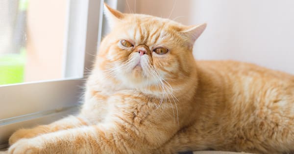 What is the threat to NZ's pet cats from bird flu?