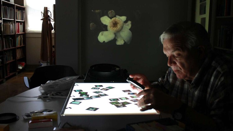 What Can Architectural Practice Learn From Botany? - Image 7 of 17