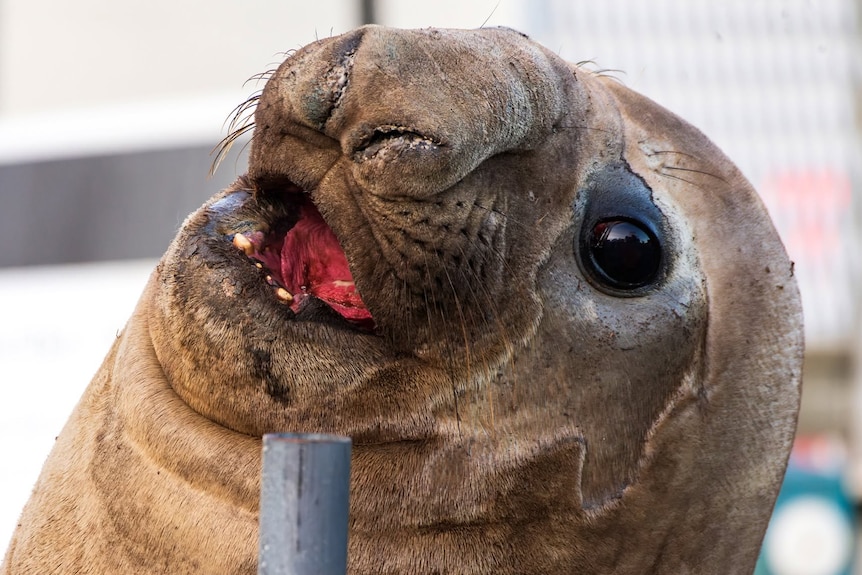 A close up of the face of a wild elephant seal known as Neil the seal at Seven Mile beach in June 27, 2026.